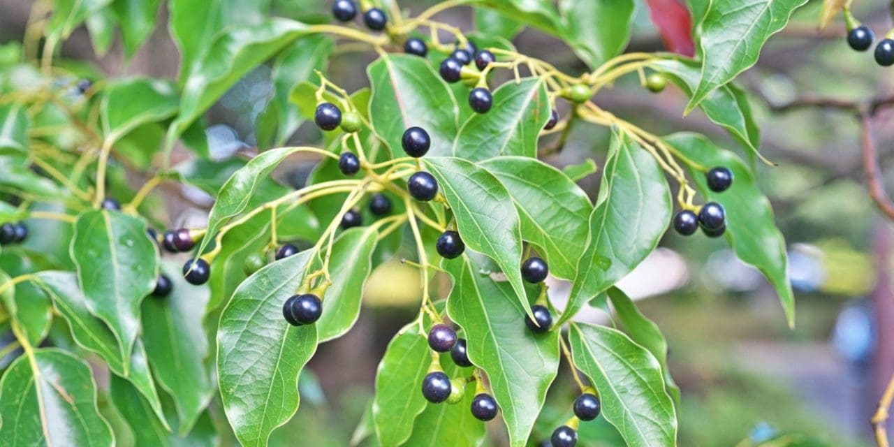 closeup camphor tree's fruits and leaves