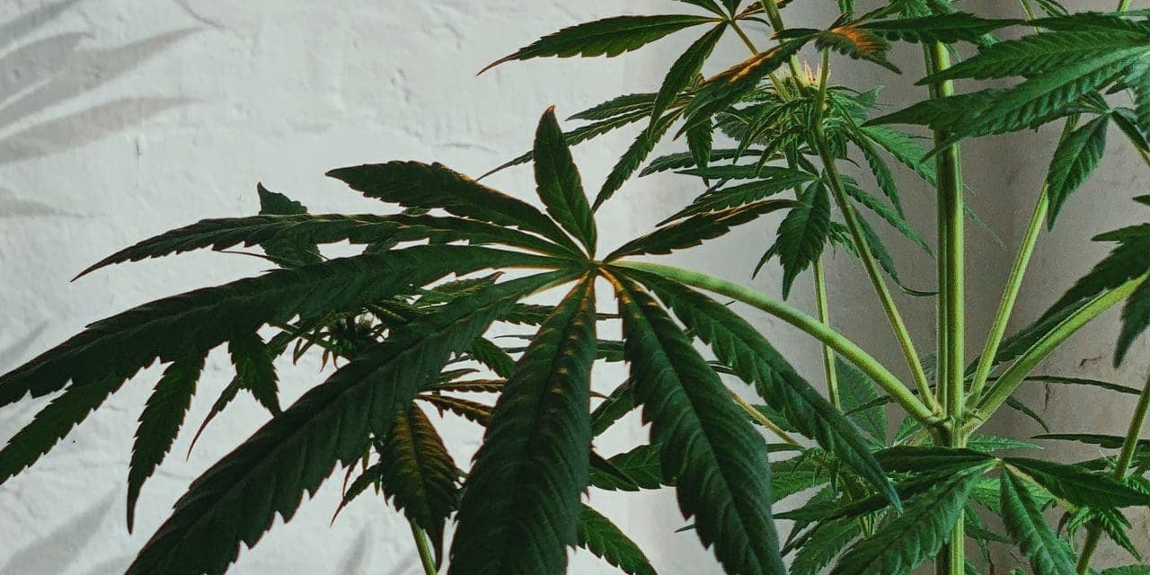 marijuana plant