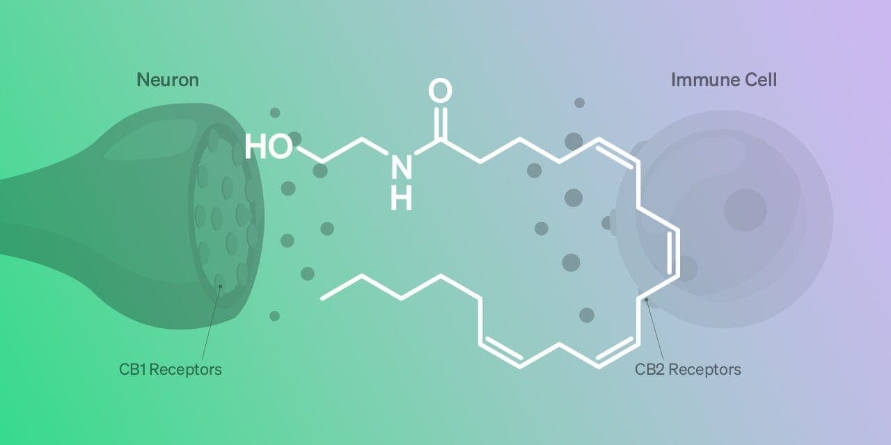 anandamide chemical structure