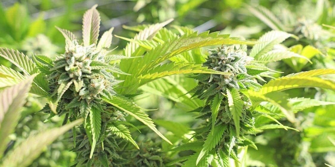 marijuana bushes