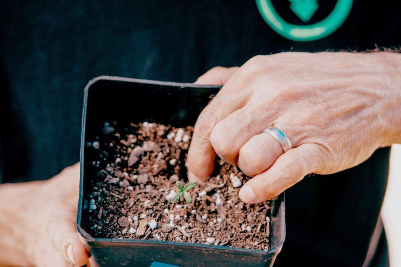 baby cannabis plant on a pot and owner checking the soil