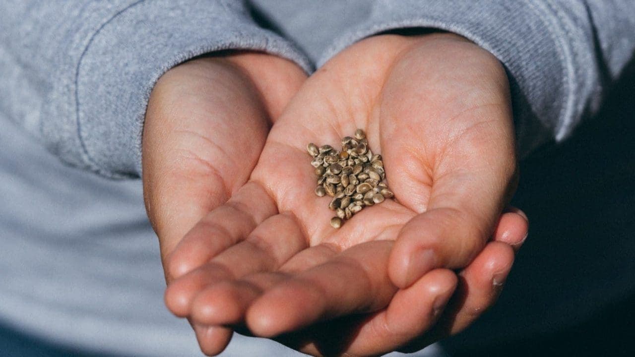 weed seeds on open palms